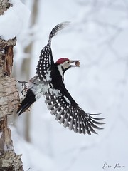 White-backed Woodpecker ♂ (Dendrocopos leucotos)