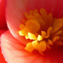 Macro de fleur de bégonia - Macro of flower of begonia