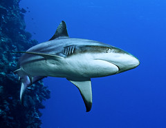 grey whaler reef shark_9