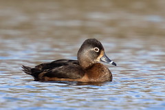 Ring-necked Duck (Aythya collaris) ♀