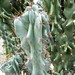 Prickly Spiraled cactus