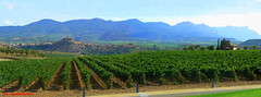 Vineyards of the Rioja winery in Briones