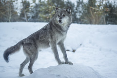 Beautiful Montana Gray Wolves Wolfpack! Gray Wolf Canis Lupus Apex Predator Winter Snow Sony A1 ILCE-1 & Sigma 50mm F1.4 Art DG HSM Emount Lens Grey Wolves Fine Art Wildlife Photography! West Yellowstone Montana Elliot McGucken Wildlife Photography !