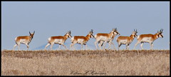 February 25, 2023 - Pronghorn on the move. (Bill Hutchinson)