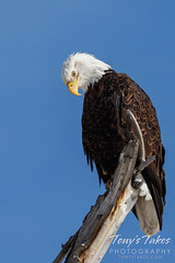 February 26, 2023 - Bald eagle takes a bow. (Tony's Takes)