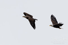 February 6, 2023 - Bald eagles play chase. (Tony's Takes)