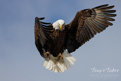 February 12, 2023 - Bald eagle makes a dramatic departure. (Tony's Takes)