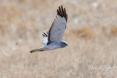 February 25, 2023 - Northern harrier on patrol. (Tony's Takes)