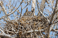 February 26, 2023 - Great horned owl sitting on her nest. (Tony's Takes)
