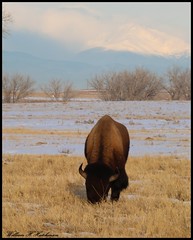 February 6, 2023 - Bison grazing on the plains. (Bill Hutchisnon)
