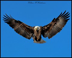 February 19, 2023 - Bald eagle landing. (Bill Hutchinson)