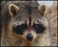 February 21, 2023 - Raccoon head on. (Bill Hutchinson)