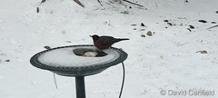 February 22, 2023 - Robin gets a drink in the snow. (David Canfield)