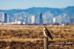 February 12, 2023 - A ferruginous hawk in front of the Mile High City. (Tony's Takes)