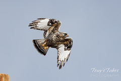 February 12, 2023 - Rough legged hawk takes off. (Tony's Takes)