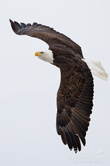 February 18, 2023 - Bald eagle flyby. (Tony's Takes)