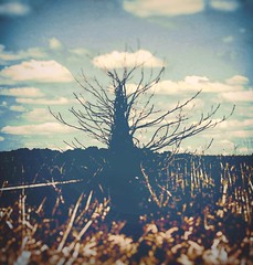 Amish  treePhotography