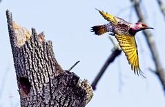 Northern Flicker (male) Flies Off Nest 5_3_22