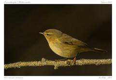 Le pouillot fitis | Willow Warbler