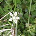 starry saxifrage by Cautley Spout
