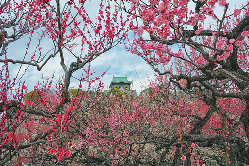 Osaka Castle Ume-grove in full bloom
