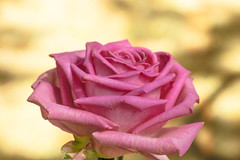 A pink Rose.