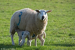 Ewe and Lambs