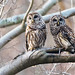 Barred Owl Pair-2