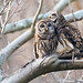 Barred Owl Pair-1
