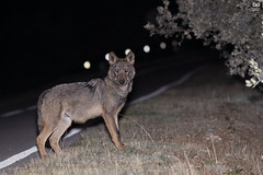 Lobo Iberico - Iberian Wolf (Canis lupus signatus)