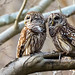 Barred Owl Pair-3