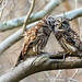 Barred Owl Pair-4