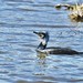 Corvo-marinho, em fase reprodutiva,  Great Cormorant, on breeding period