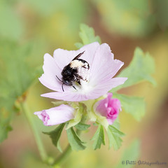 Rolling in the Pollen