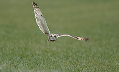 short-eared Owl comes to me ....
