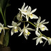 Coelogyne flaccida 'Laos 2205' Lindl., Gen. Sp. Orchid. Pl. 39 (1830).