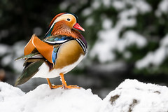 Mandarin duck #Explored