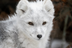 Cute Arctic Fox