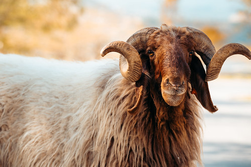 Goat With Spiral Horns, Umm Qais Jordan