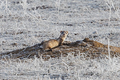 Black footed ferret on a foggy, frosty morning