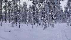 Snow covered forest