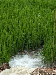 Flooded Rice Field Sukothai Province Northern Thailand Southeast-Asia © Bewässertes Reisfeld Nord-Thailand Asien ©