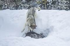 The Ambush-- Gray Wolves West Yellowstone Montana Winter Snow Wolfpack Sony A1 ILCE-1 Fine Art Wolf Apex Predator Photography! Canis Lupus Sony Alpha 1 & Sony FE Telephoto Zoom 70-200mm f/2.8 GM OSS E-Mount Lens SEL70200G West Yellowstone Elliot McGucken