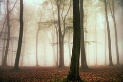 Misty Spring Forest Scene