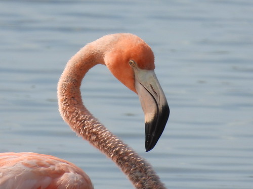 Flamingo in Chancery Pond