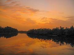 2023 (challenge No. 3 - old unpublished pics ) - Day 70 - Dawn over the mangroves, Kubuneh, The Gambia 2011