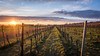 Sonnenuntergang im Weingarten, vineyard sunset