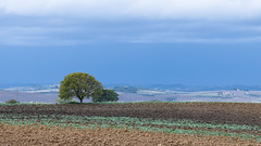 Lone Tree in Val d'Orcia