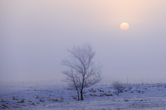 Foggy Winter Morning
