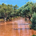 726 Flooded creek nr Broken Hill, Dec 83